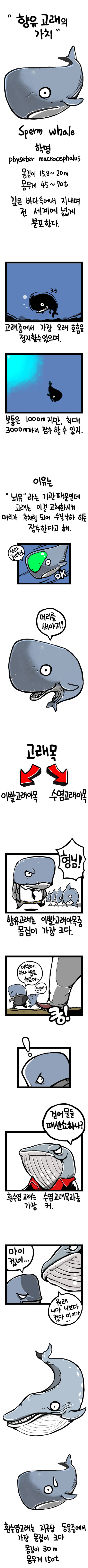 향유고래의 가치 | 인스티즈