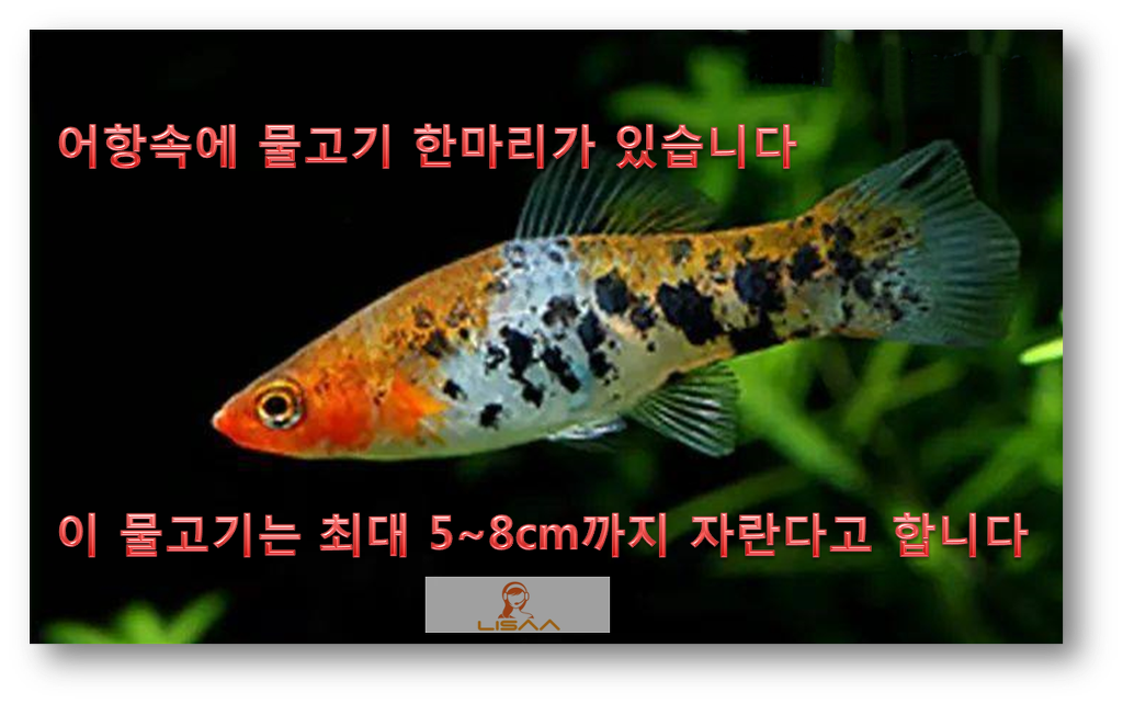 코이 이미지