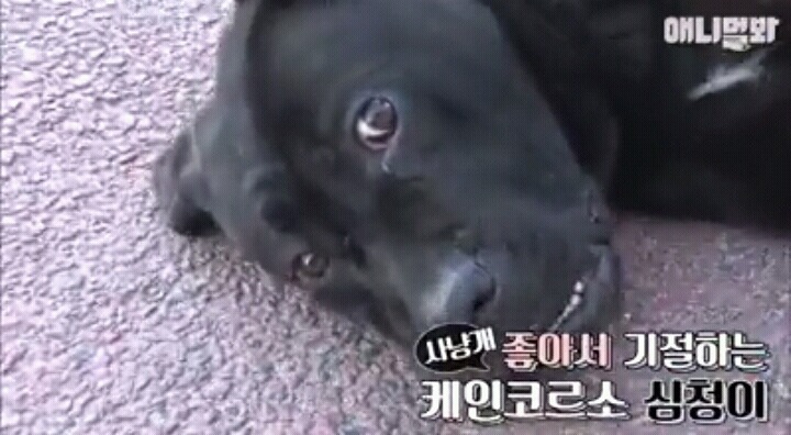 여자보면 쓰러지는 개 이야기 | 인스티즈