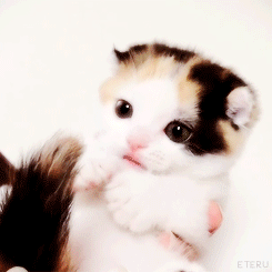 새끼냥이 .GIF | 인스티즈