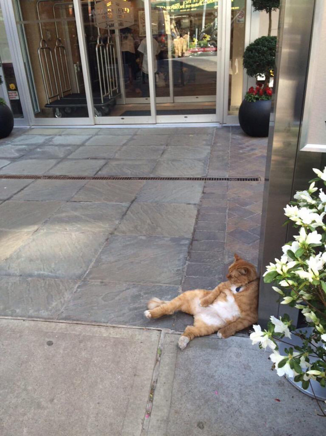 호텔 앞 고양이가 너무 귀엽다 | 인스티즈