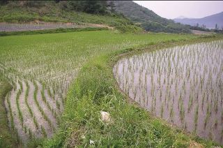 세자빈 이미지