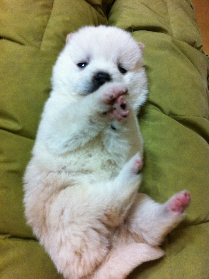 아침을 여는 귀여운 강아지 사진 올려요 | 인스티즈