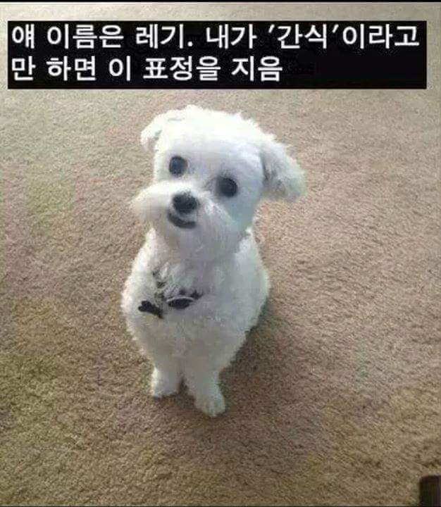 강아지를 키우는 이유 | 인스티즈