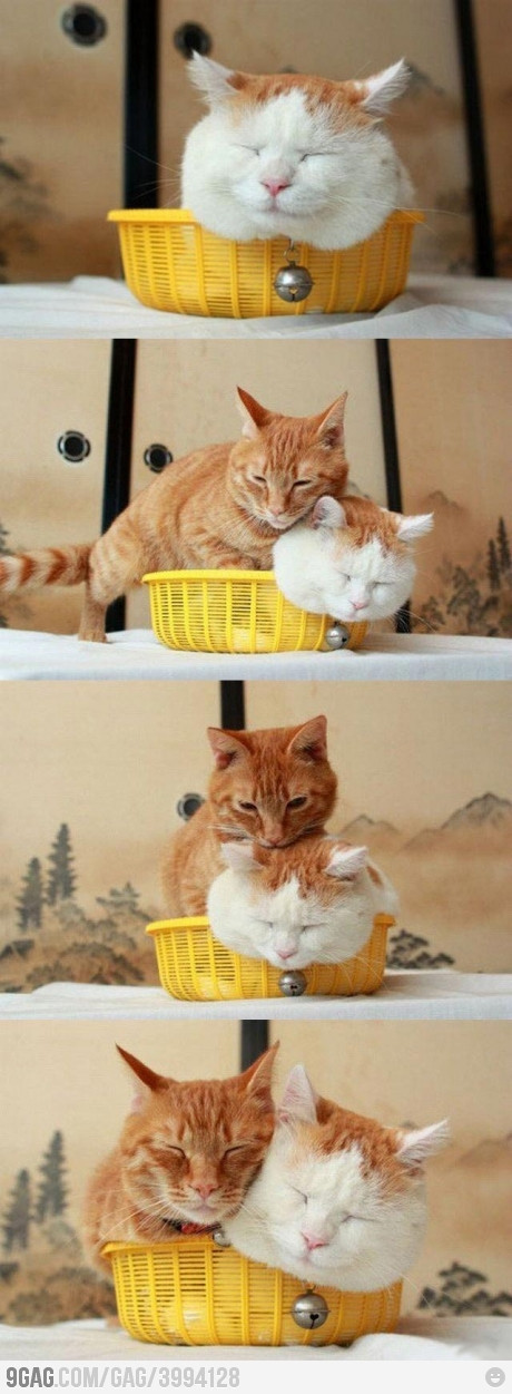 같이있자 냥~ | 인스티즈