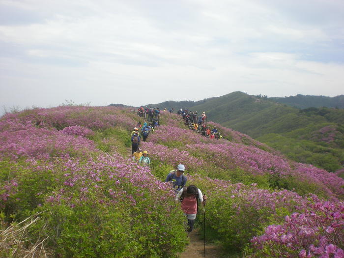 철쭉 군락지 이미지