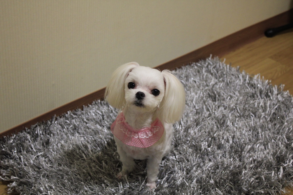 쪼쪼 이미지