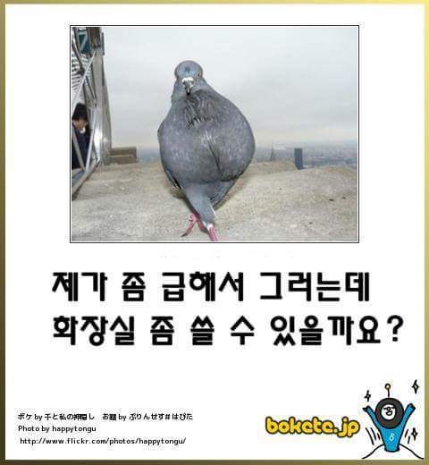 고양이 제목 학원 | 인스티즈