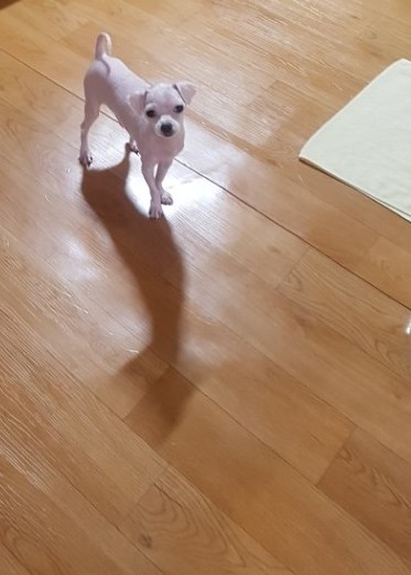 [판] 제가 주서온(?)말티즈유기견변화과정(인천동암,간석오거리부근 산에개버린것들꼭봐라) | 인스티즈