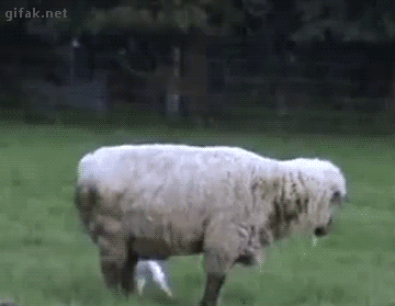 짱덕터지는 동물들.gif | 인스티즈