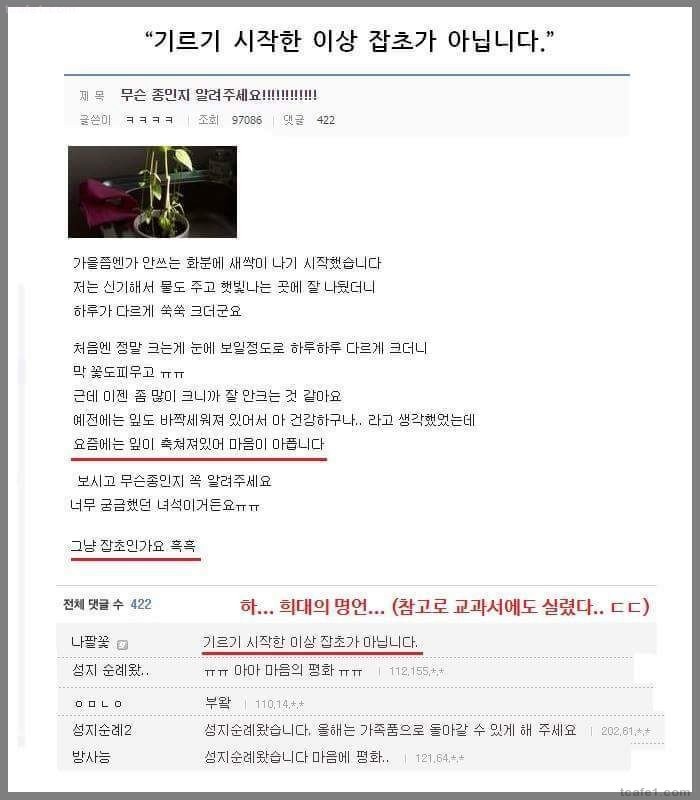 식물갤 레전드 명언 | 인스티즈