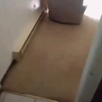 멍뭉이 1초만에 소환하는 법.gif | 인스티즈