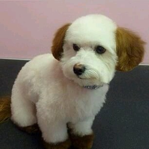 화니네일 이미지