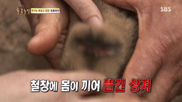 [TV동물농장] 동물농장에서 방송된 인천의 한 개 도축장의 현실.jpg | 인스티즈