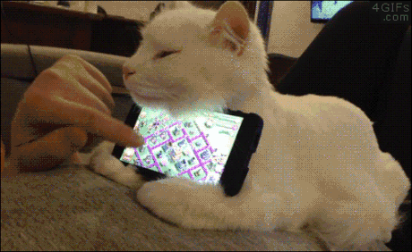 고양이 활용법 | 인스티즈