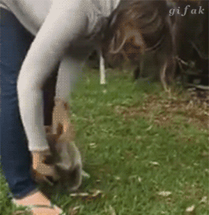 호주의 괴수를 한방에 보내버리는.gif | 인스티즈