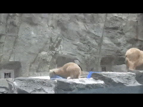 북극곰 모성애.GIF | 인스티즈