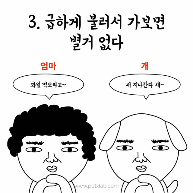 엄마와 강아지의 평행이론 | 인스티즈