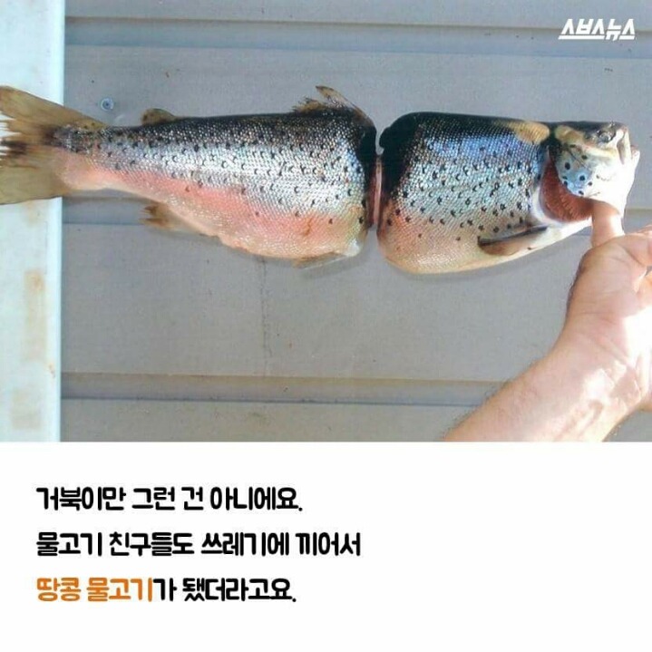 저는 땅콩 거북이 입니다 | 인스티즈