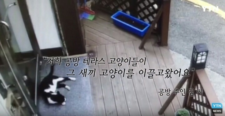 분노주의)웃는 얼굴로 새끼 고양이 내던지고 도망간 미친넘 | 인스티즈