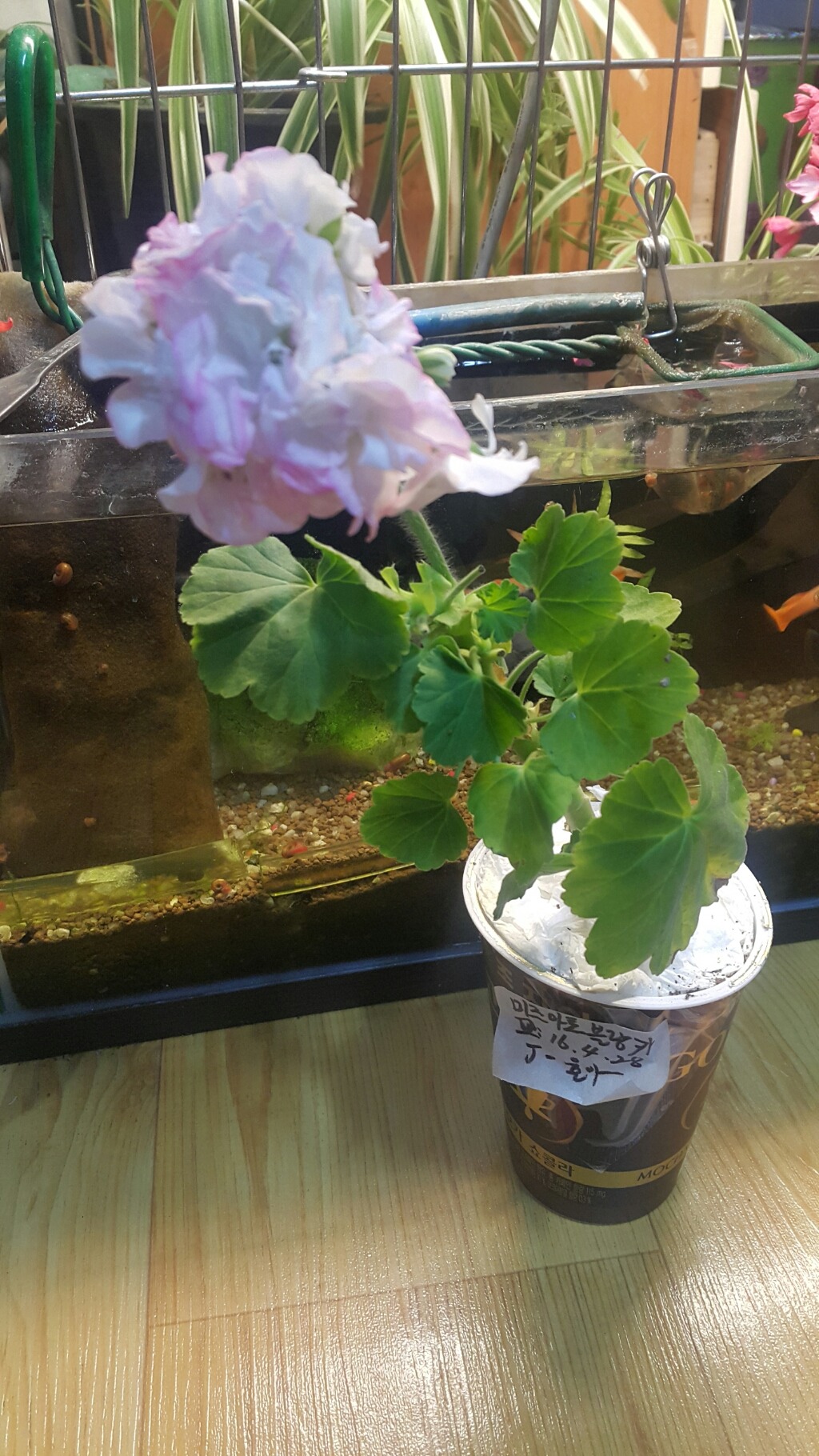 블랑카 이미지
