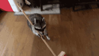 청소하는 라쿤.gif | 인스티즈