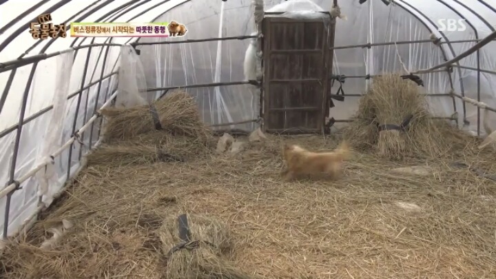 [동물농장] 할머니와 발바리의 따뜻한 우정 | 인스티즈