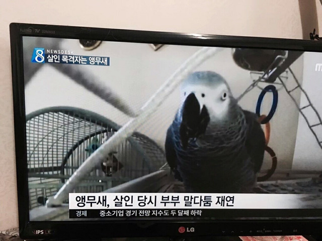 목격자가 앵무새.jpg | 인스티즈