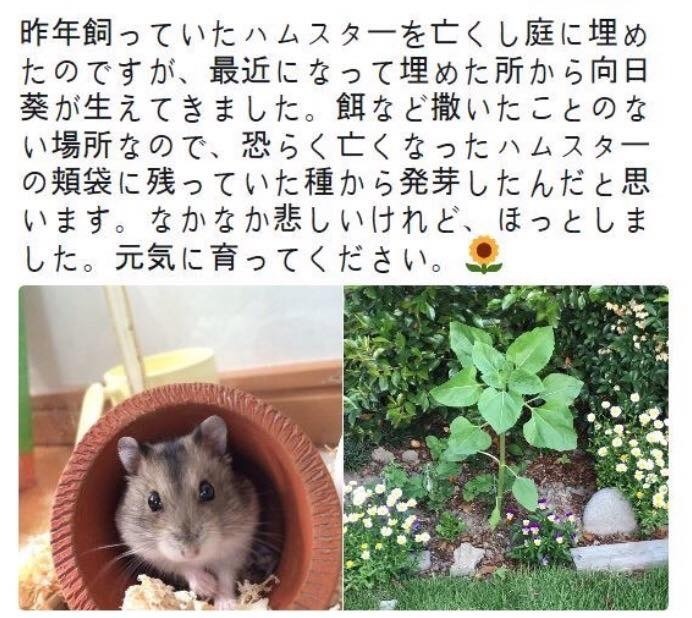 죽은 햄스터를 묻은 곳에서 해바라기가 자라났다.jpg | 인스티즈