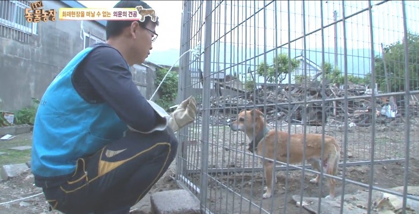 화재로 무너진 집에서 주인을 기다리는 멍멍이.jpg | 인스티즈