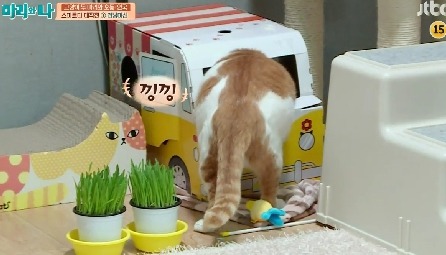 [마리와나] 뚱보냥 호동이 다이어트 시키기 (feat.먼지) | 인스티즈