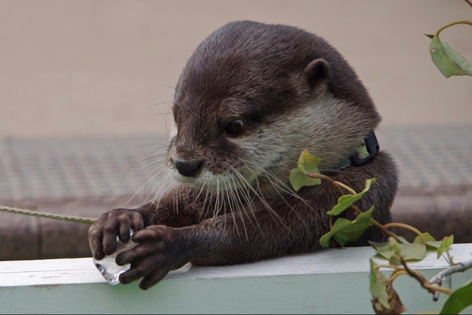 얼음을 처음 만져본 수달 | 인스티즈