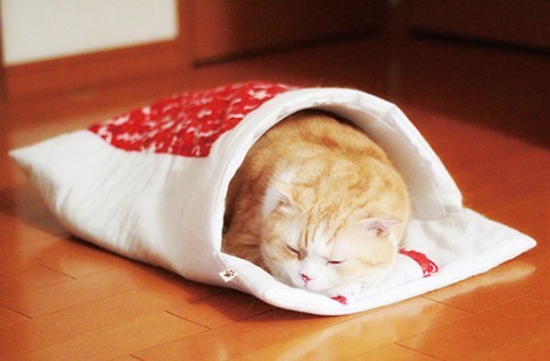 고양이 이불 이상과 현실 | 인스티즈