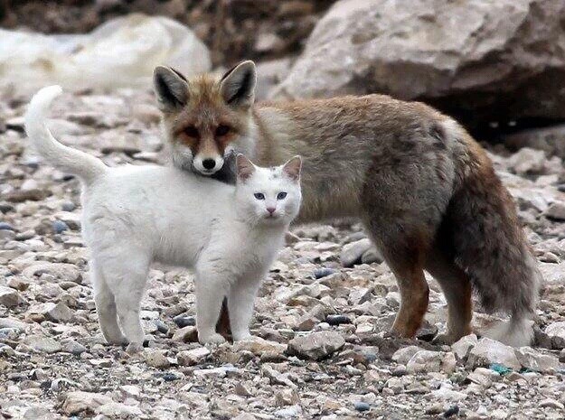 여우와 고양이 조합.jpg | 인스티즈