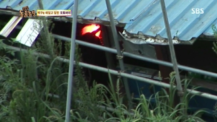 [TV동물농장] 동물농장에서 방송된 인천의 한 개 도축장의 현실.jpg | 인스티즈