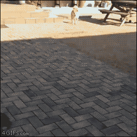 시골내려갔을때 멍멍이 반응.gif | 인스티즈