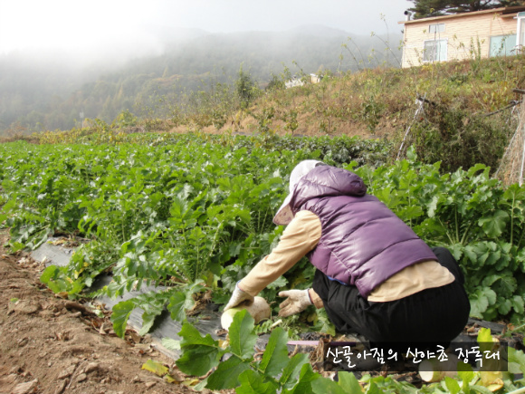 정선산야초 전통식품 이미지