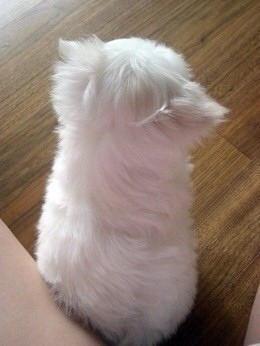 삐친 강아지 | 인스티즈