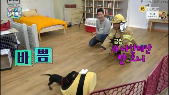 [마리텔] 강형욱 훈련사도 포기한 강아지 도비 | 인스티즈