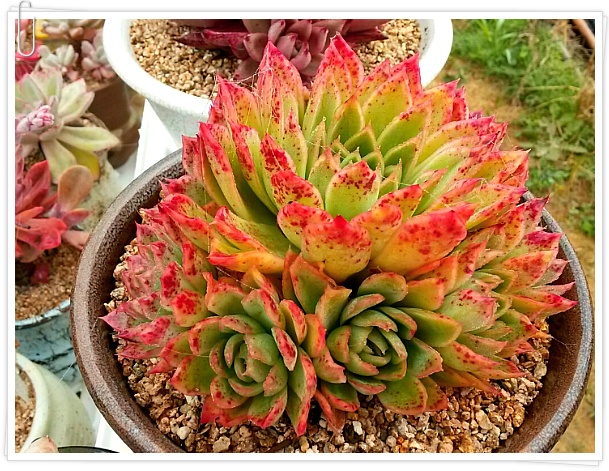 뷰티걸 이미지