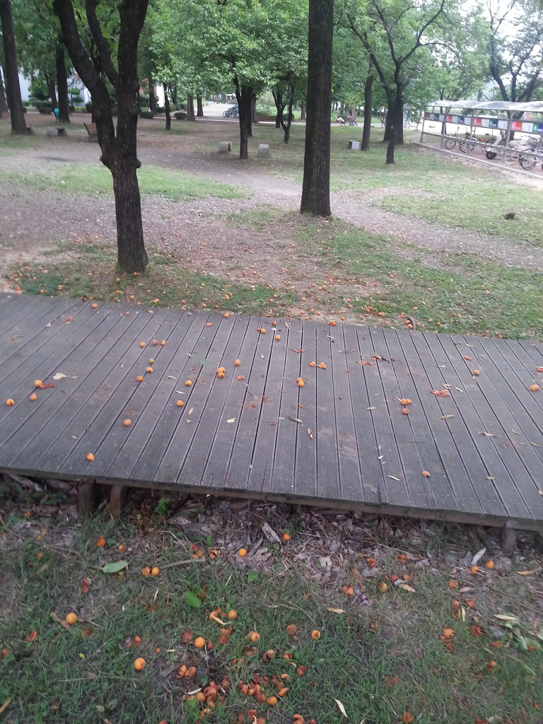 살구나무집 이미지