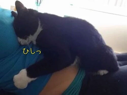 뱃속의 아기를 지켜주던 고양이 | 인스티즈