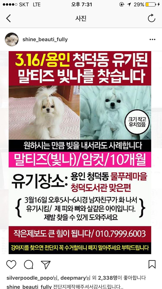 예비신랑이 유기한 빛나를 찾습니다 (동물농장 제보 참여 부탁드립니다) | 인스티즈
