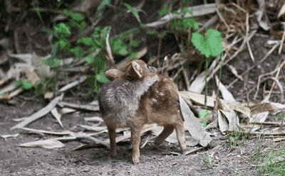 나처럼 귀여운 아기사슴 모음.gif | 인스티즈