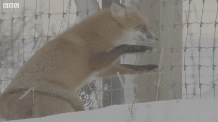 여우가 쏘옥~ | 인스티즈