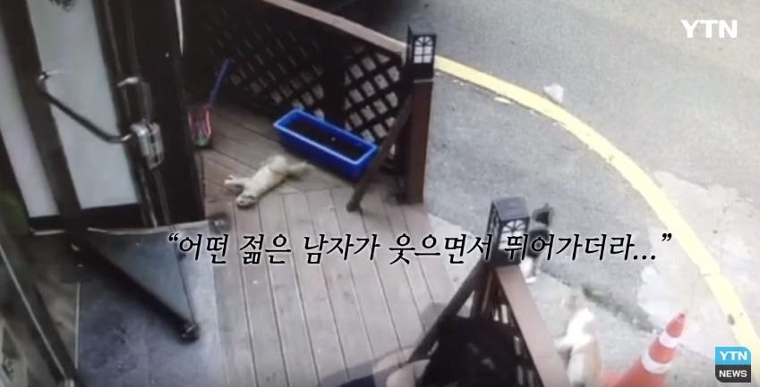 혐오,분노주의)고양이 잔혹하게 내던져 죽이고는 '웃으며 도망쳤다' | 인스티즈