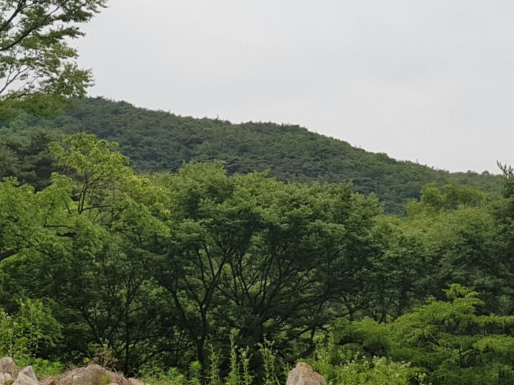 오가네 이미지
