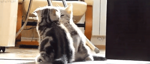 고양이 새끼들 .gif | 인스티즈