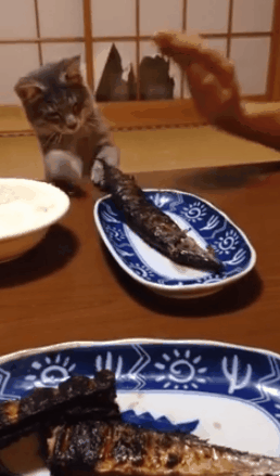 생선구이를 훔치려는 고양이.gif | 인스티즈