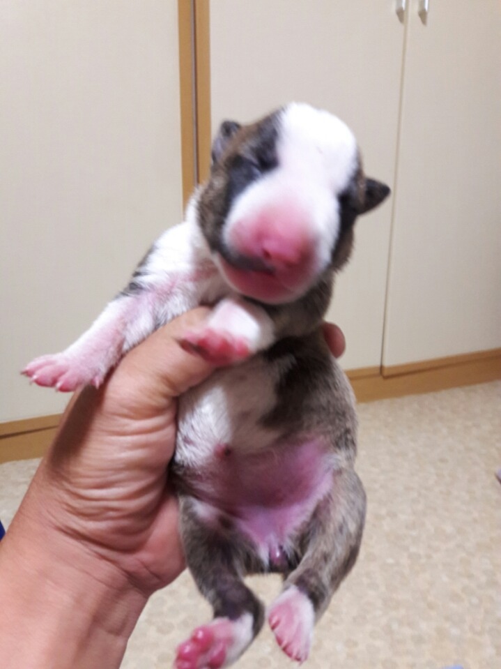 콩자 이미지